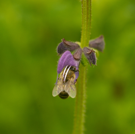 Wiesensalbei Bestäubung.jpg